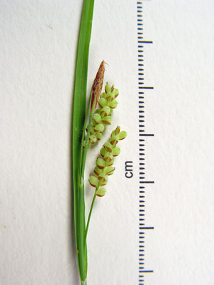 Photo: Carex garberi