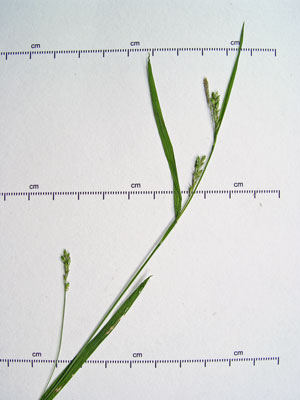 Photo: Carex hirtifolia