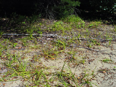Photo: Carex polymorpha in sandy habitat