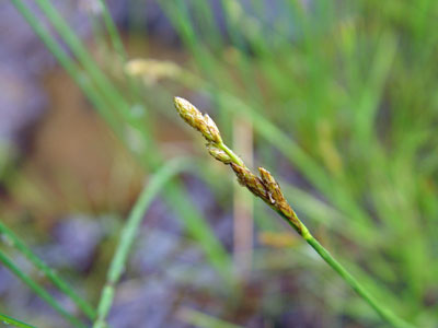 Photo: Carex sterilis