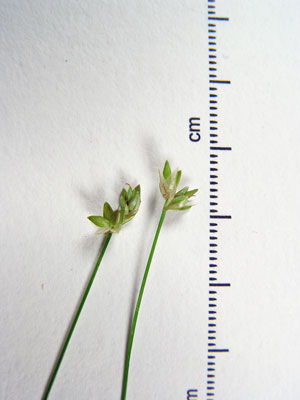 Photo: Carex tenuiflora on specimen sheet