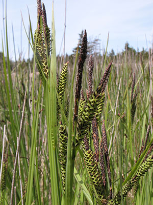 Photo: Carex vacillans Great Wass Island