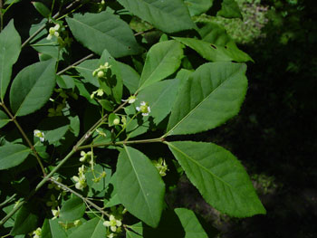 Euonymus alatus stem flowers