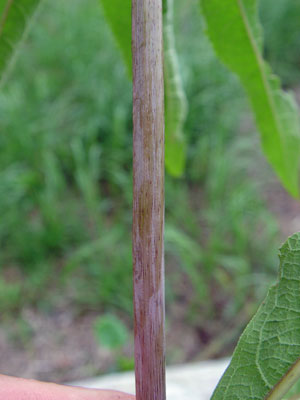 Photo: Eupatorium fistulosum stem