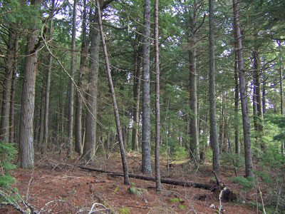 Picture showing White Pine Forest