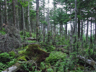 Picture showing Subalpine Fir Forest community
