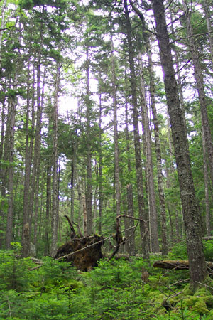 Picture showing root tip up in Lower-elevation Spruce - Fir Forest community