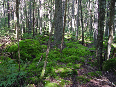 Picture showing mossy understory of Lower-elevation Spruce - Fir Forest community