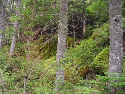 Picture showing Montane Spruce - Fir Forest community