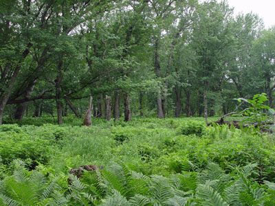 Picture showing Silver Maple Floodplain Forest community