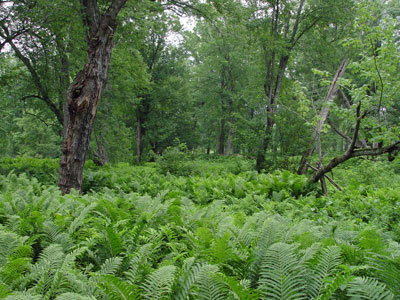 Picture showing Silver Maple Floodplain Forest community with ferns in foreground