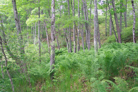 Picture showing Hardwood Seepage Forest community