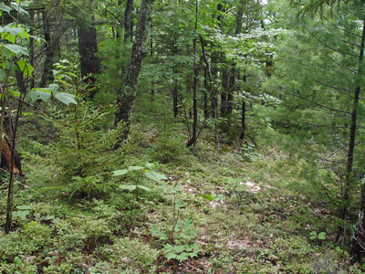 Picture showing Oak - Pine Forest community