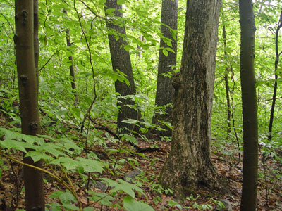 Picture showing Oak - Northern Hardwoods Forest community