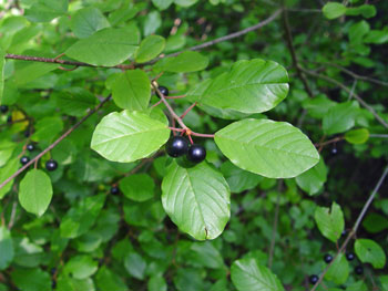 Frangula alnus fruit and leaves