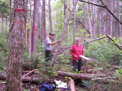 Photo: Ecologists working on a survey transect at Gero Island