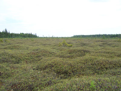 Photo: Hummocks in bog at Great Heath