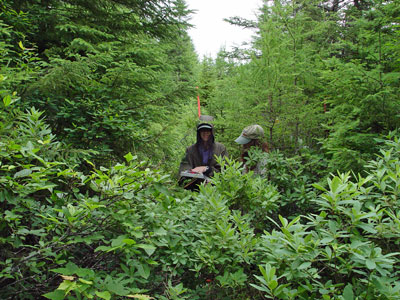 Photo: Ecologists surveying vegetation data along transect line at Great Heath