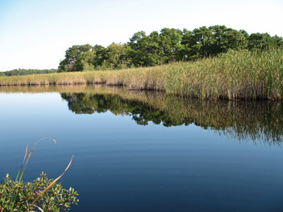 Picture showing Cattail Marsh