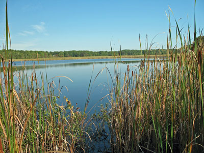 Picture showing Cattail Marsh