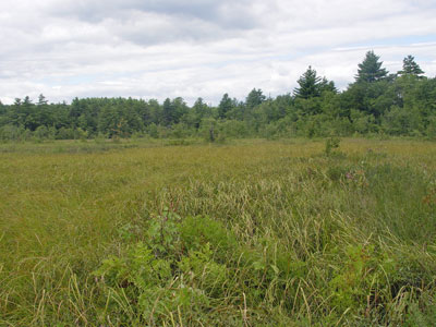 Picture showing Sedge Meadow community