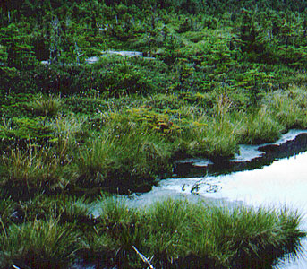 Picture of Cotton - Grass - Heath Alpine Bog