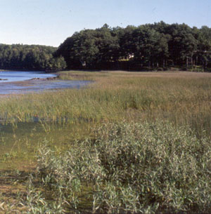 Picture showing Mixed Saltmarsh community