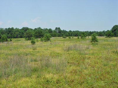 Picture showing Sandplain Grassland community