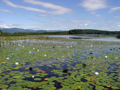 Picture showing Open-water Marsh with white water-lily in flower