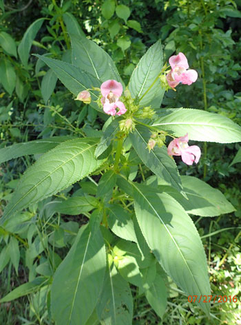 Ornamental jewelweed stem