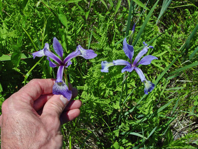 Photo: Iris versicolor (left) and Iris prismatica (right)