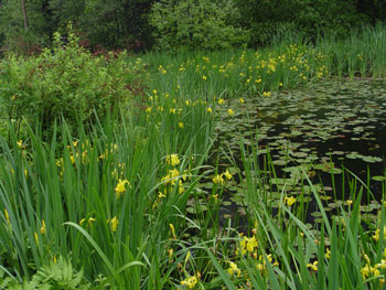 yellow iris infestation