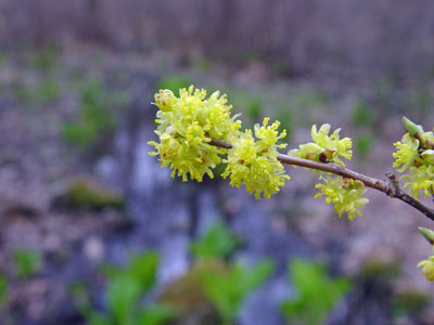 Photo: Lindera benzoin flowers