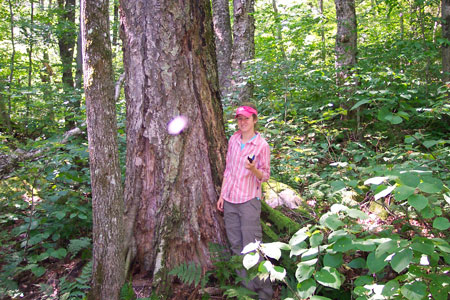 Photo: Large yellow birch tree at Mahoosuc Unit