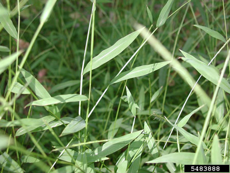 Japanese Stiltgrass