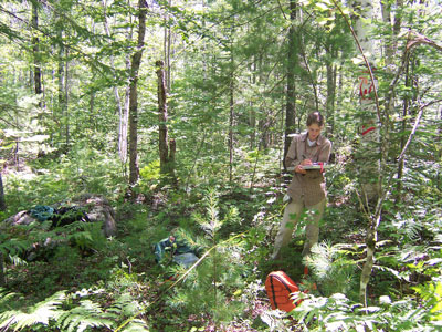 Photo: Ecologist working in a survey plot at Nahmakanta