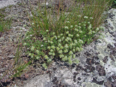 Photo: Paronychia argyrocoma