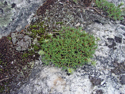 Photo: Paronychia argyrocoma