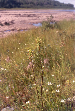 Photo: Pedicularis furbishiae