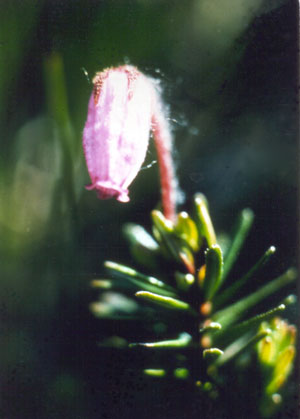 Photo: Phyllodoce caerulea