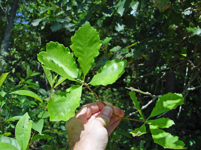 Photo: Quercus bicolor leaves