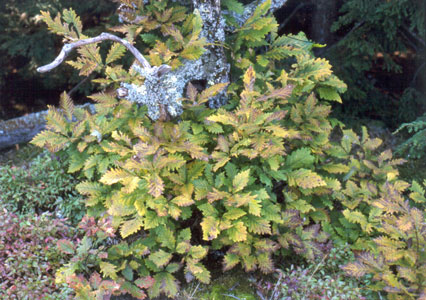 Photo: Quercus montana sprouts