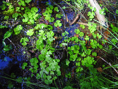 Photo: Ranunculus lapponicus