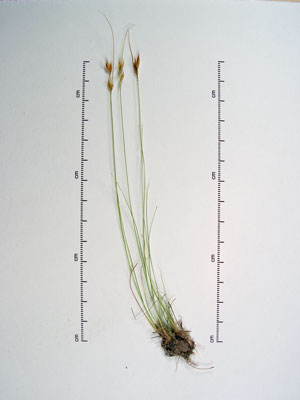 Photo: Rhynchospora capillacea specimen