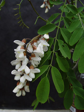 Black locust branch with leaves and flowers