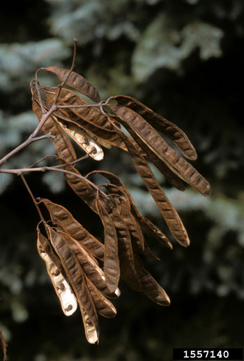 Black locust dried seed pods