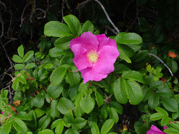 Rugosa rose flower