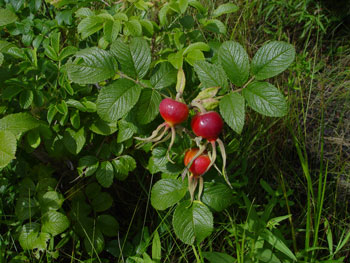 Rugosa rose fruit/hips