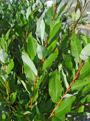 Photo: Salix myricoides