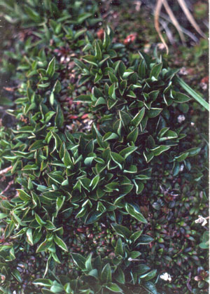 Photo: Salix uva-ursi